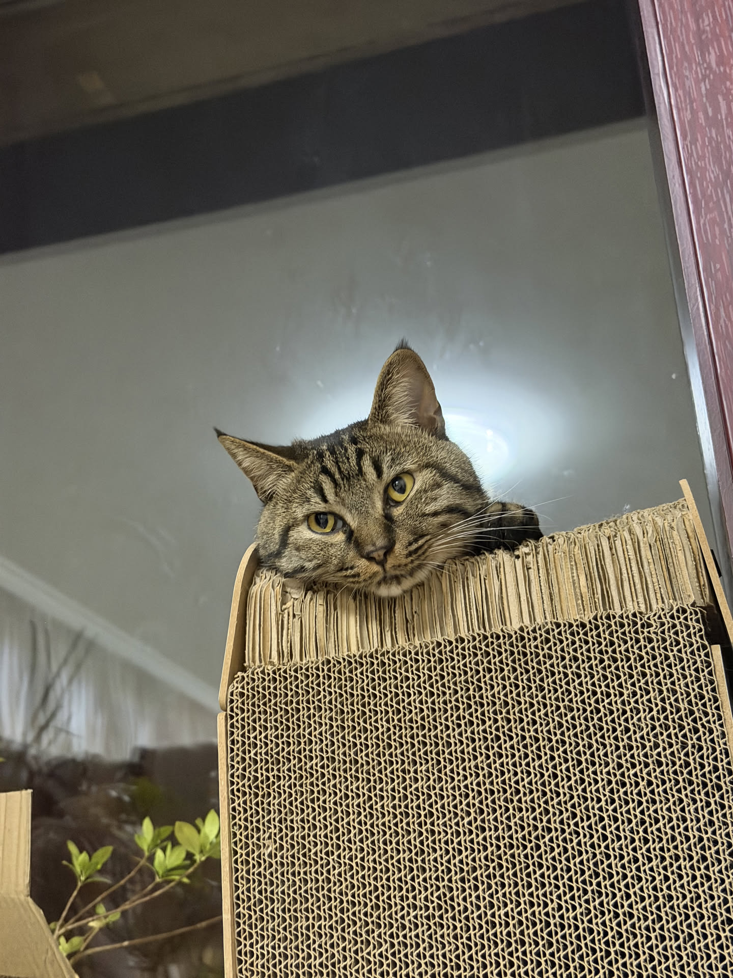 My Cat 图片 7