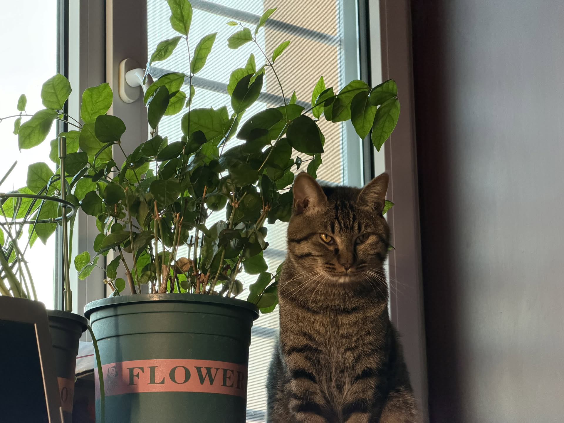 My Cat 图片 5