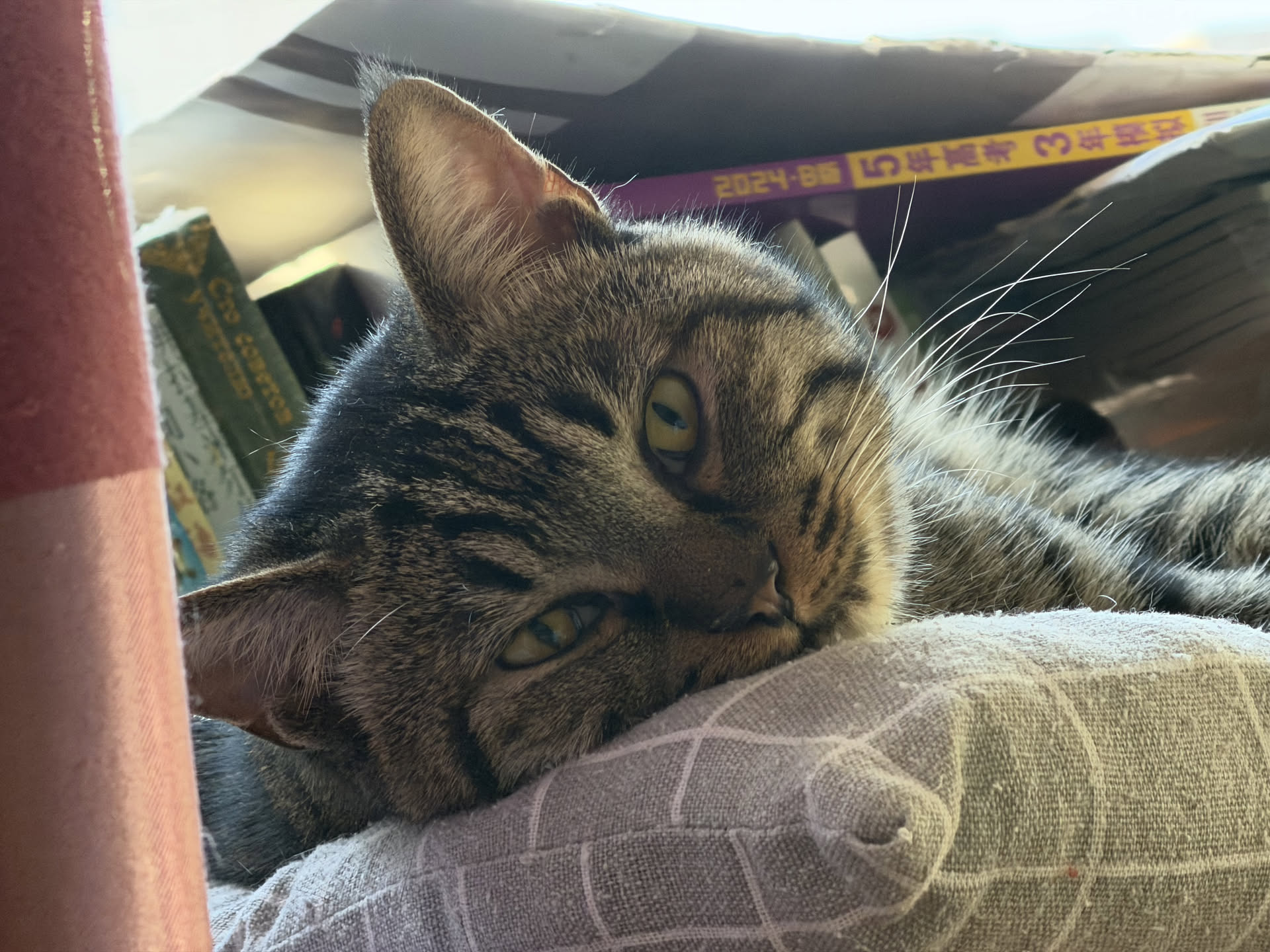 My Cat 图片 2