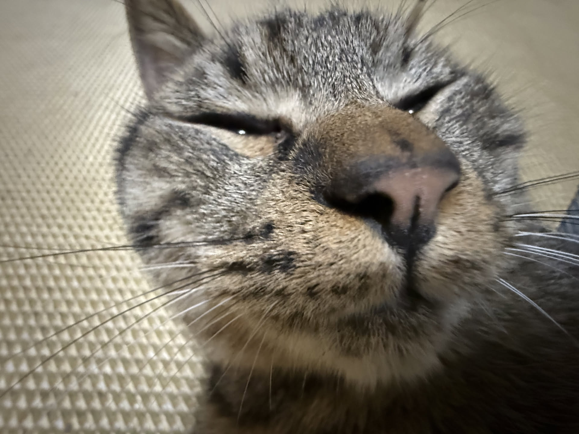 My Cat 图片 4