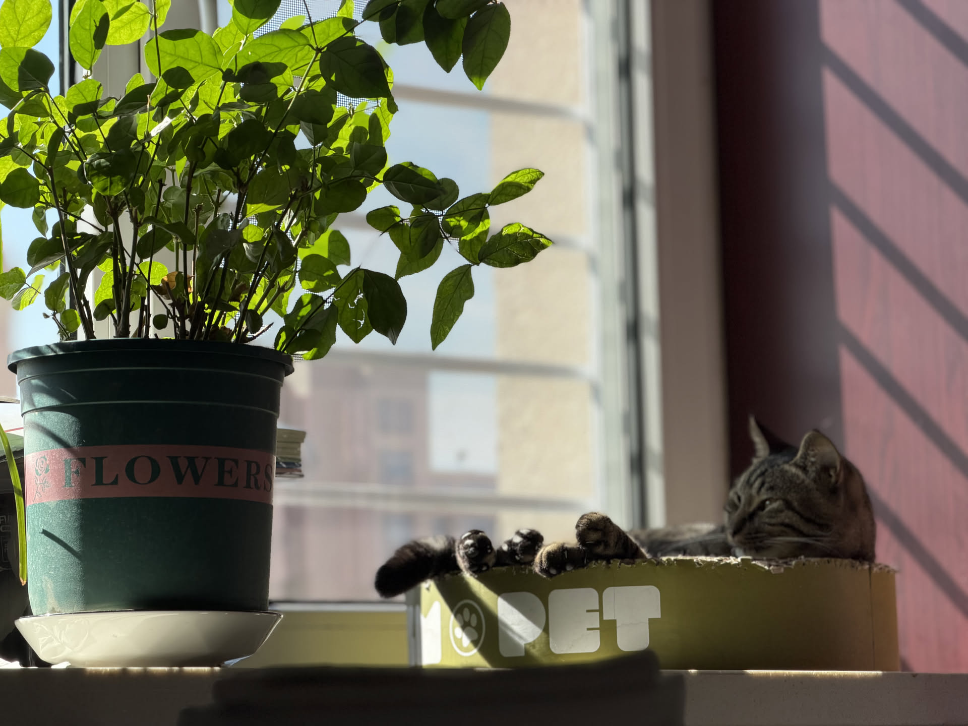 My Cat封面