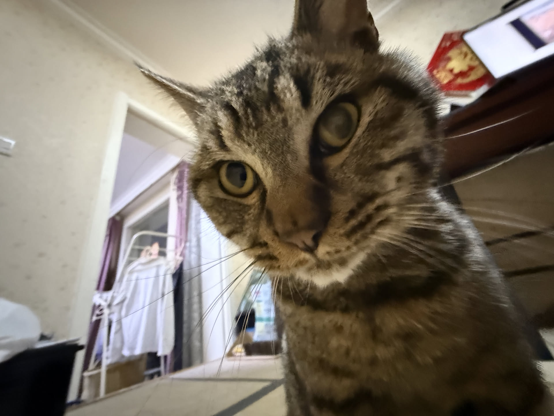 My Cat 图片 3