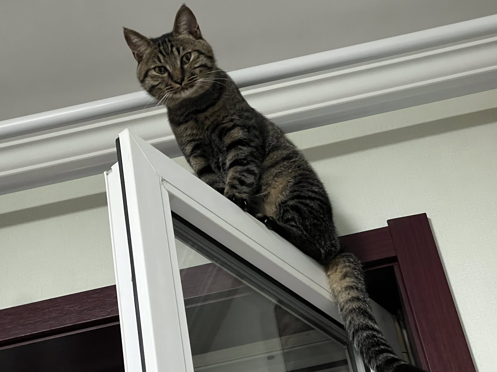 My Cat 图片 6
